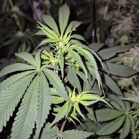 Mimosa evo stecki  🍊🍋🍍 (65-70bt) growlog timeline photo