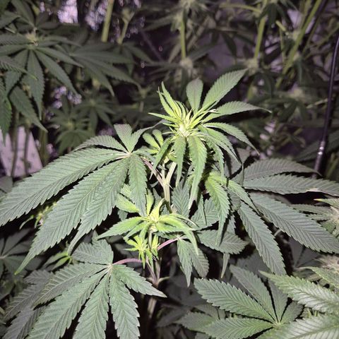 Mimosa evo stecki  🍊🍋🍍 (65-70bt) growlog timeline photo