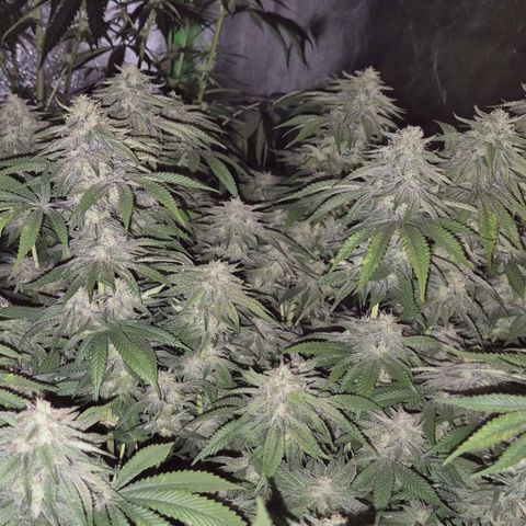 WTF- Königin Mimosa evo 👑👑👑 (65-70bt) growlog timeline photo