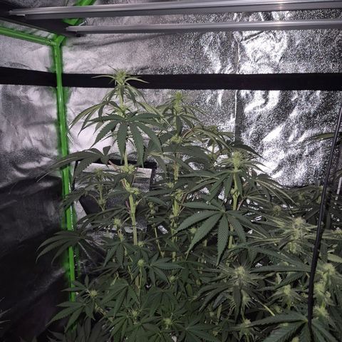ICE 💚🧊 (63-70bt) growlog timeline photo