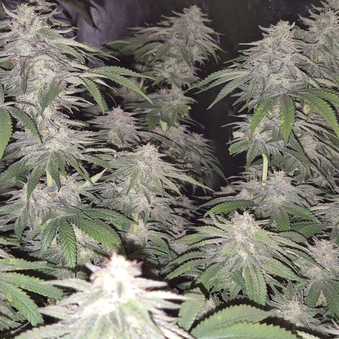 WTF- Königin Mimosa evo 👑👑👑 (65-70bt) growlog timeline photo