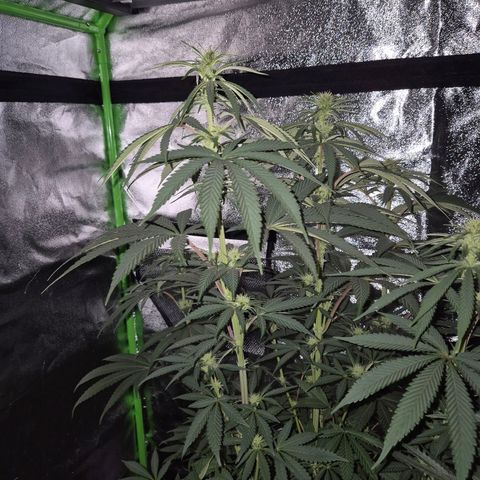 ICE 💚🧊 (63-70bt) growlog timeline photo