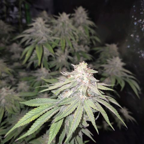 WTF- Königin Mimosa evo 👑👑👑 (65-70bt) growlog timeline photo