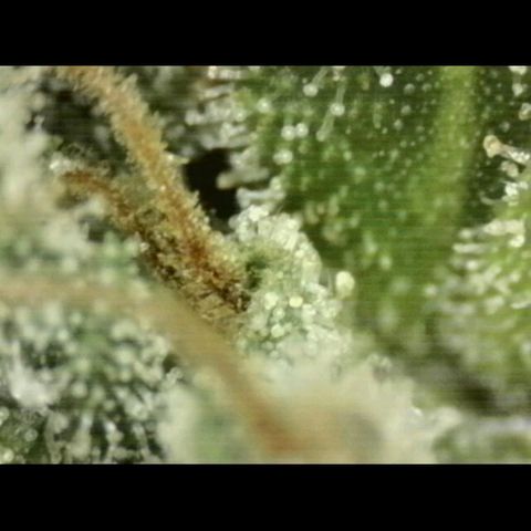 WTF- Königin Mimosa evo 👑👑👑 (65-70bt) growlog timeline photo