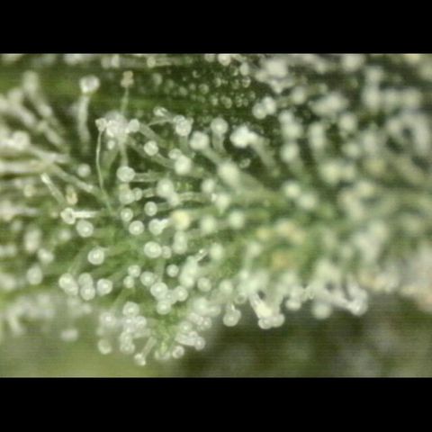 WTF- Königin Mimosa evo 👑👑👑 (65-70bt) growlog timeline photo