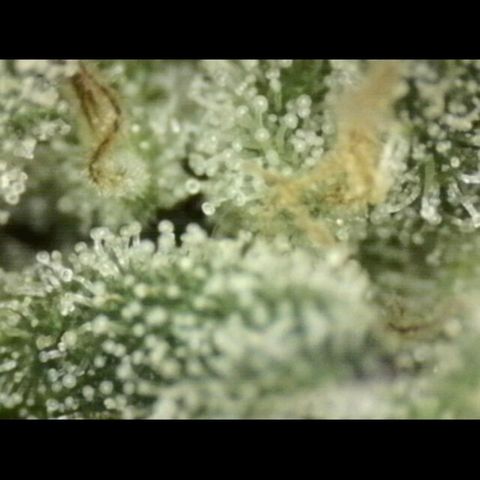 WTF- Königin Mimosa evo 👑👑👑 (65-70bt) growlog timeline photo