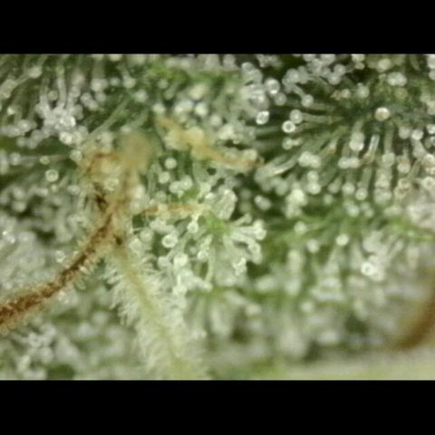 WTF- Königin Mimosa evo 👑👑👑 (65-70bt) growlog timeline photo