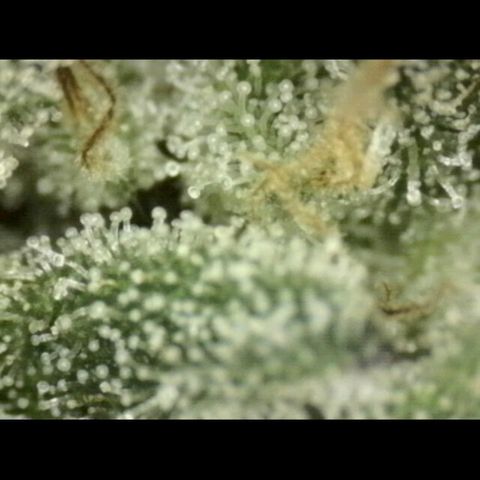 WTF- Königin Mimosa evo 👑👑👑 (65-70bt) growlog timeline photo