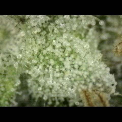 WTF- Königin Mimosa evo 👑👑👑 (65-70bt) growlog timeline photo