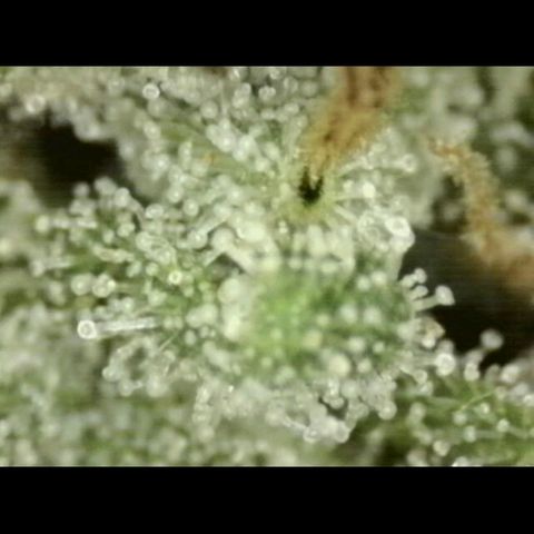 WTF- Königin Mimosa evo 👑👑👑 (65-70bt) growlog timeline photo