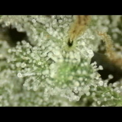 WTF- Königin Mimosa evo 👑👑👑 (65-70bt) growlog timeline photo