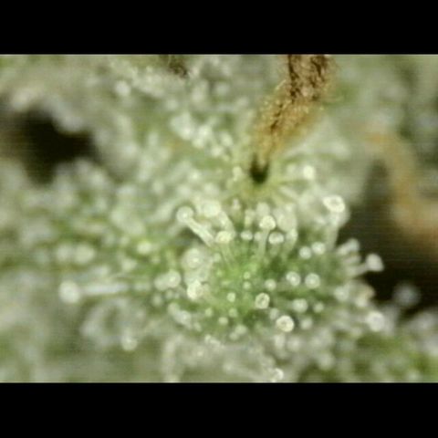 WTF- Königin Mimosa evo 👑👑👑 (65-70bt) growlog timeline photo