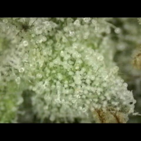 WTF- Königin Mimosa evo 👑👑👑 (65-70bt) growlog timeline photo