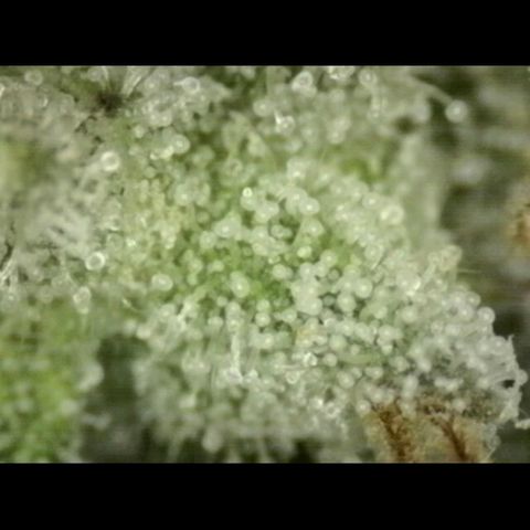WTF- Königin Mimosa evo 👑👑👑 (65-70bt) growlog timeline photo