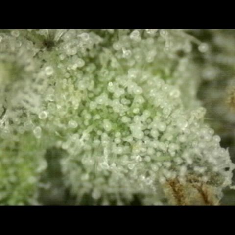 WTF- Königin Mimosa evo 👑👑👑 (65-70bt) growlog timeline photo