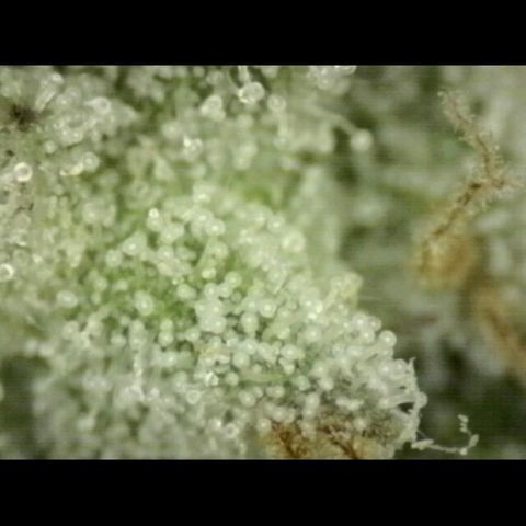 WTF- Königin Mimosa evo 👑👑👑 (65-70bt) growlog timeline photo