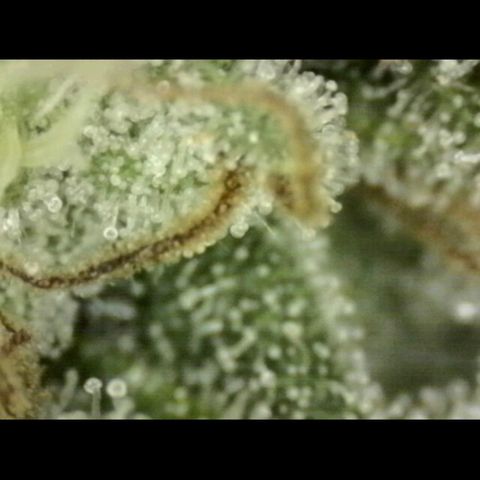 WTF- Königin Mimosa evo 👑👑👑 (65-70bt) growlog timeline photo