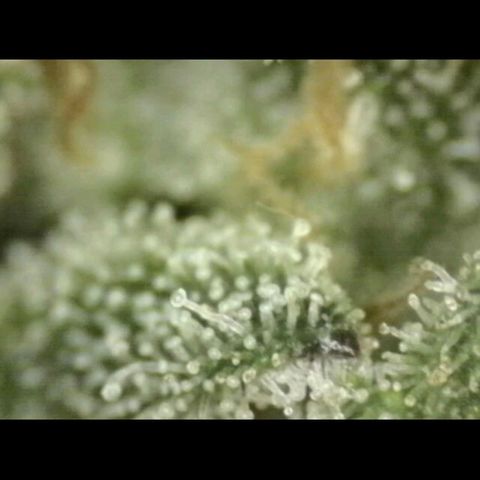 WTF- Königin Mimosa evo 👑👑👑 (65-70bt) growlog timeline photo