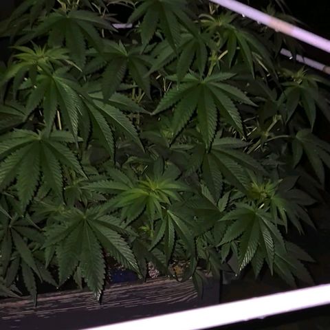 💚Bubba kush 🦝 (56-63 BT) growlog timeline photo