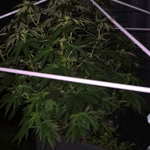 💚Bubba kush 🦝 (56-63 BT) growlog timeline photo
