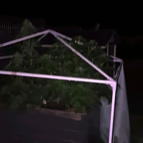 💚Bubba kush 🦝 (56-63 BT) growlog timeline photo