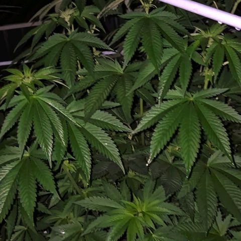 💚Bubba kush 🦝 (56-63 BT) growlog timeline photo
