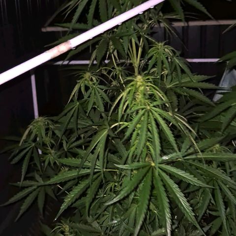 💚CHOCOLOPE 🍫 ☕️auto (56-63 BT) growlog photo: Ich denke ich hole sie mal rein, ist doch sehr nass draußen 