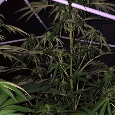 💚CHOCOLOPE 🍫 ☕️auto (56-63 BT) growlog photo: Ich denke ich hole sie mal rein, ist doch sehr nass draußen 