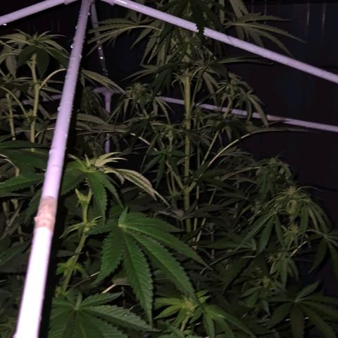 💚CHOCOLOPE 🍫 ☕️auto (56-63 BT) growlog photo: Ich denke ich hole sie mal rein, ist doch sehr nass draußen 