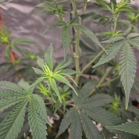Mimosa evo stecki  🍊🍋🍍 (65-70bt) growlog timeline photo
