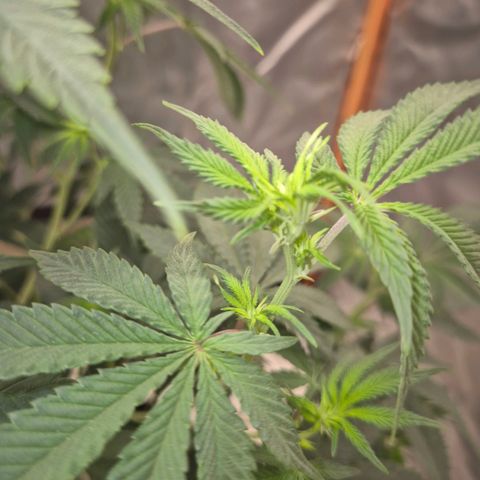 Mimosa evo stecki  🍊🍋🍍 (65-70bt) growlog timeline photo