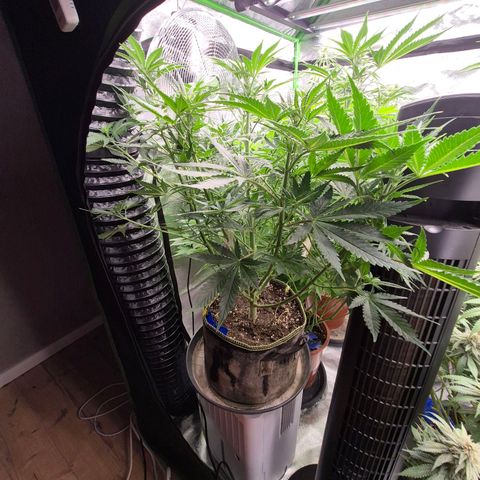 Tangerine dream 🌴 (60-65bt)  growlog timeline photo