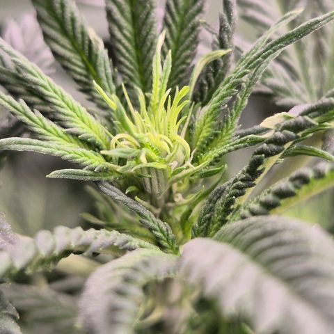 Tangerine dream 🌴 (60-65bt)  growlog timeline photo