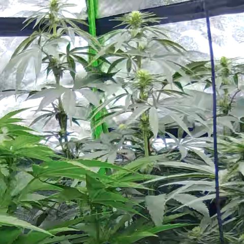 ICE 💚🧊 (63-70bt) growlog timeline photo