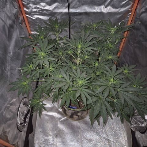 Tangerine dream 🌴 (60-65bt)  growlog timeline photo