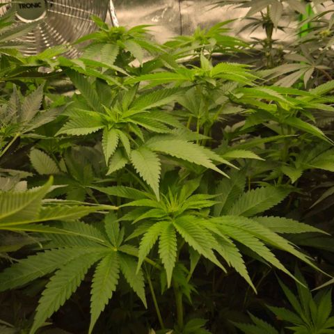 💚Bubba kush 🦝 (56-63 BT) growlog timeline photo