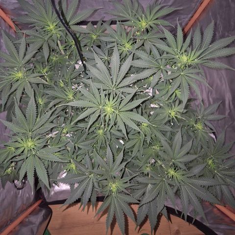 Tangerine dream 🌴 (60-65bt)  growlog timeline photo