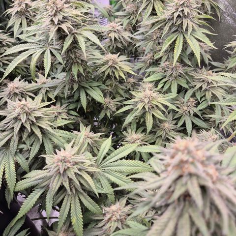 WTF- Königin Mimosa evo 👑👑👑 (65-70bt) growlog timeline photo