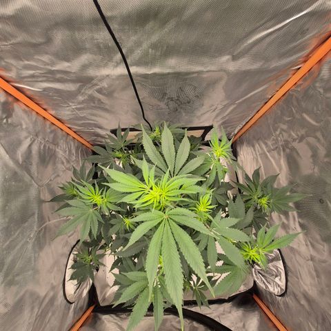 Mimosa evo stecki  🍊🍋🍍 (65-70bt) growlog timeline photo