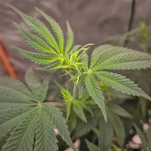 Mimosa evo stecki  🍊🍋🍍 (65-70bt) growlog timeline photo