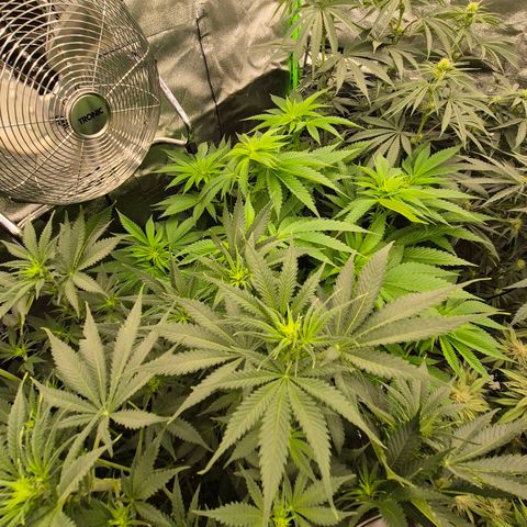 💚Bubba kush 🦝 (56-63 BT) growlog timeline photo