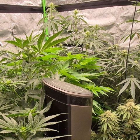 💚Bubba kush 🦝 (56-63 BT) growlog timeline photo