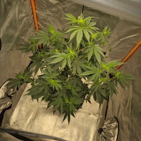 Mimosa evo stecki  🍊🍋🍍 (65-70bt) growlog timeline photo