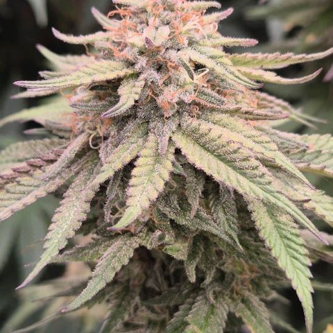 WTF- Königin Mimosa evo 👑👑👑 (65-70bt) growlog timeline photo