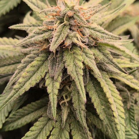 WTF- Königin Mimosa evo 👑👑👑 (65-70bt) growlog timeline photo