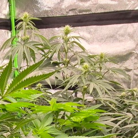 ICE 💚🧊 (63-70bt) growlog timeline photo