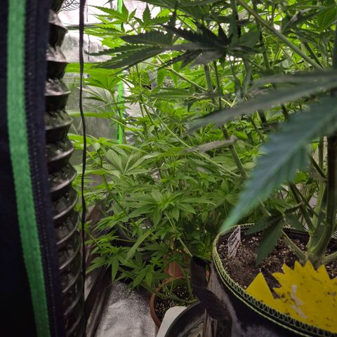 💚Bubba kush 🦝 (56-63 BT) growlog timeline photo