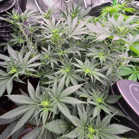 Tangerine dream 🌴 (60-65bt)  growlog timeline photo