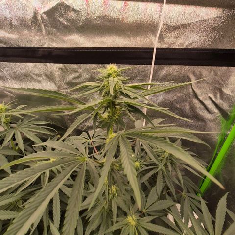Ice cream cake 🍰 & permanent marker🖊(65-73bt) growlog timeline photo