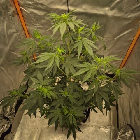 Mimosa evo stecki  🍊🍋🍍 (65-70bt) growlog timeline photo